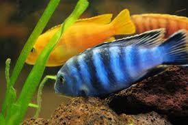 freshwater tropical fish