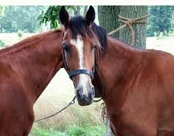 Bizzare dans Rigolo cheval-copie-1