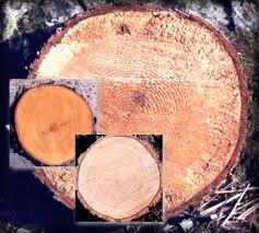 coniferous trees pictures