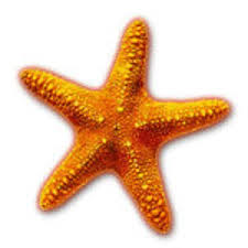 starfish