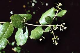 peumus boldus