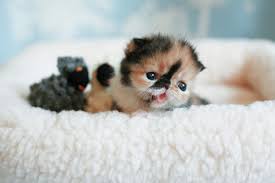 japanese kitten