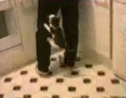 funny cat videos