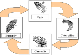 butterfly life cycle coloring sheet
