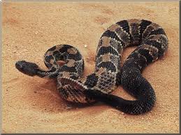 baby timber rattlesnakes