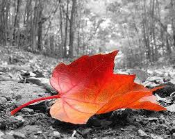 color splash