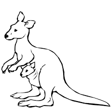 kangaroo