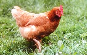 http://t3.gstatic.com/images?q=tbn:eaw_P_FeQfP3PM:http://www.education.pmaf.org/images/outils/primaires/poule.jpg