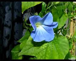 morning glory flower