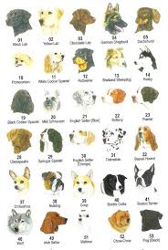 dog breeds pictures