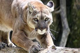 mountain lions