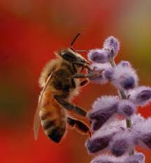 honey bees