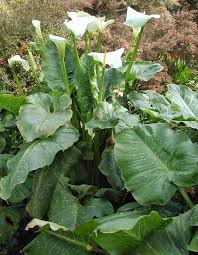 calla lily plant