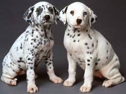 dalmatians