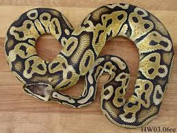 pastel ball python