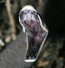 black mamba snake pictures