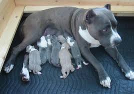 pitbull american bulldog