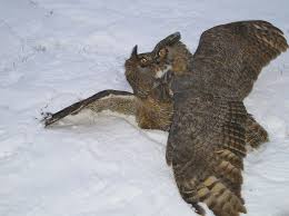 great horned owl food