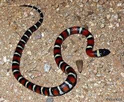 coral snake kingsnake
