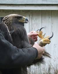golden eagles pictures