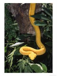 eyelash viper snake
