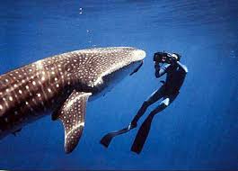 Terry Maas with Whaleshark