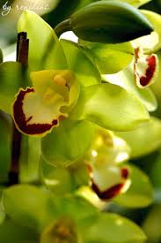 green orchids