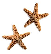 starfish