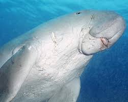 dugong