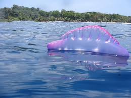 Portuguese-Man-o-War-01.jpg