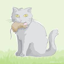 cat eats mouse
