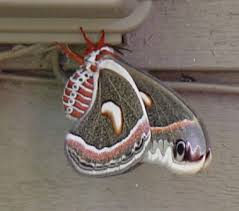giant silkworm moth