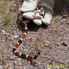 coral snake envenomation