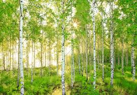 pictures birch tree