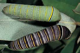 zebra swallowtail caterpillar