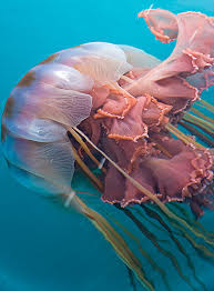 *Sponsored Links*. Lions Mane