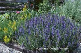 Hyssopus%20officinalis.jpg&t=1