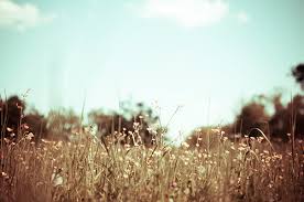vintage flower pictures