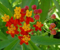 orange yellow flowers