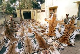 siberian tiger extinct