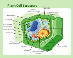 $$plant cell$