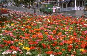 zinnia photos