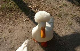 afro duck