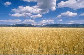 campo_di_grano(1).jpg