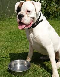 white boxer dogs
