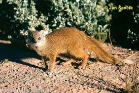mongoose