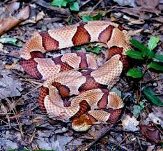 Of snakes, creeks and animals - Homesteading Questions