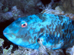 http://t3.gstatic.com/images?q=tbn:g5mXzFtRYc4vyM:www.nicewallpapers.info/pics/animals/fish/fish_36.jpg