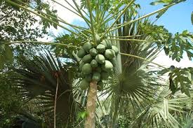 mango tree