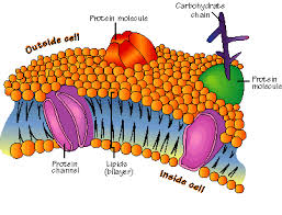 membrane